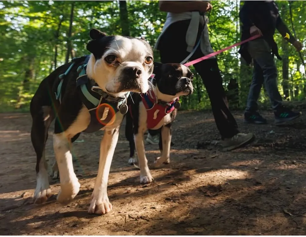 Hi & Light Dog Harness - Lightweight, Sporty