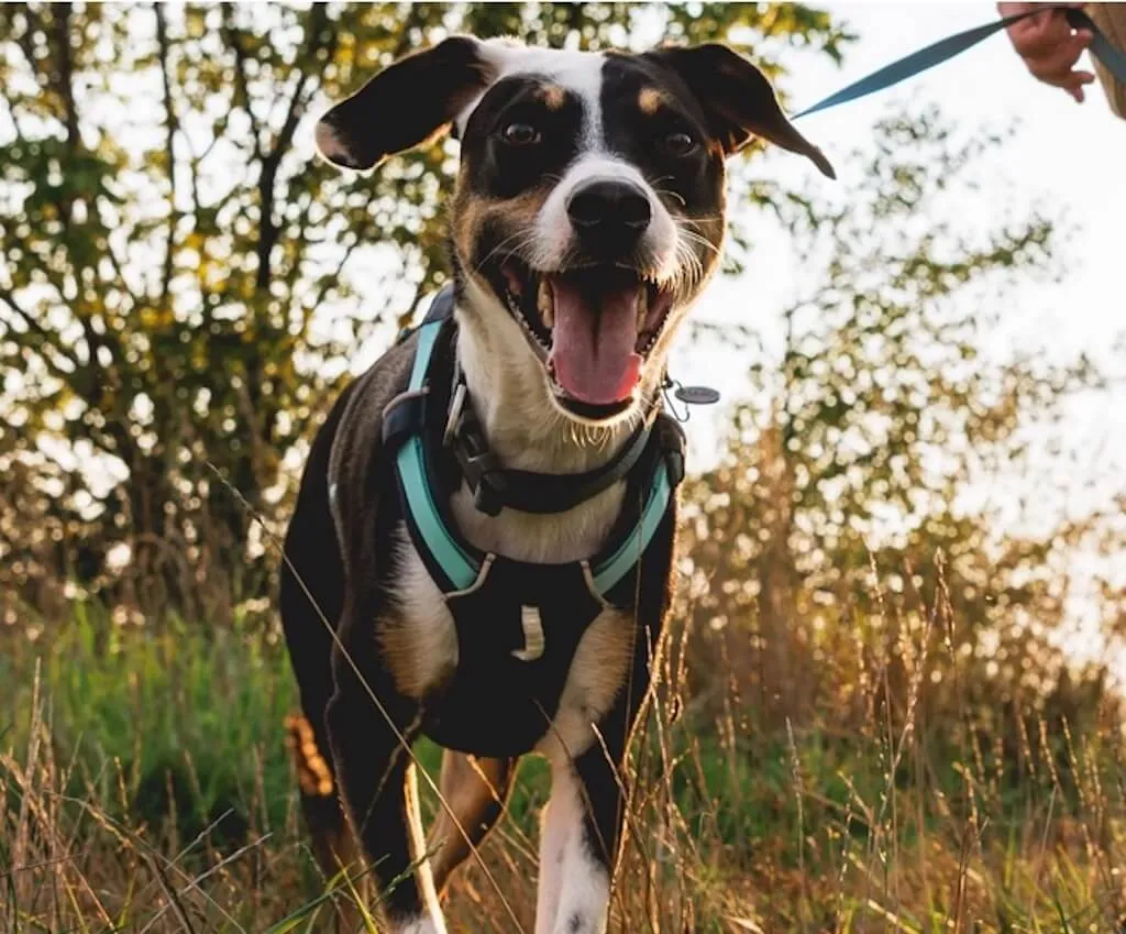 Hi & Light Dog Harness - Lightweight, Sporty